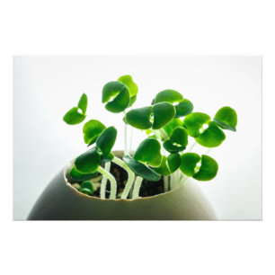 Sprouteren Foto Afdruk