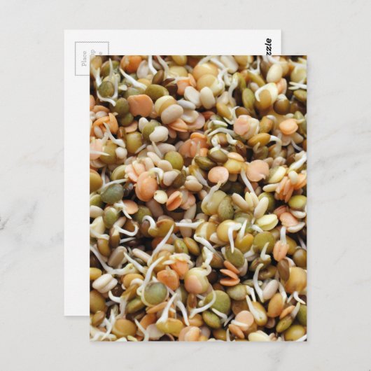 Sprouteren Linzen mengen Briefkaart (Voorkant / Achterkant)