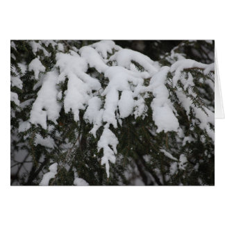 Spruce
