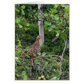 Spruce Grouse 2 - 5 "x 7" Art Kaart (Voorkant)
