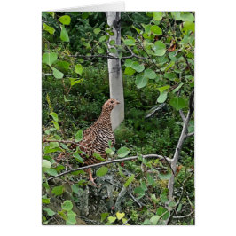 Spruce Grouse 2 - 5 "x 7" Art Kaart