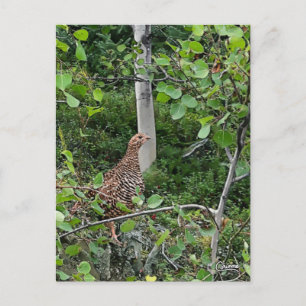 Spruce Grouse - Briefkaart