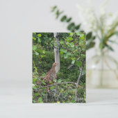 Spruce Grouse - Briefkaart (Staand voorkant)