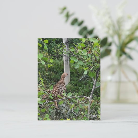 Spruce Grouse - Briefkaart (Staand voorkant)