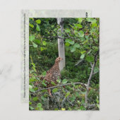 Spruce Grouse - Briefkaart (Voorkant / Achterkant)
