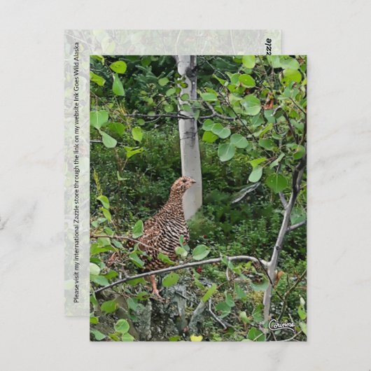 Spruce Grouse - Briefkaart (Voorkant / Achterkant)