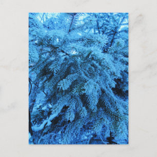 Spruce takken bedekt met sneeuw- en vorstkristalle briefkaart