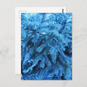 Spruce takken bedekt met vorstkristallen briefkaart (Voorkant / Achterkant)