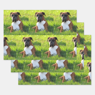 Spuit de papierbladen van de doos - Dog Wrapping Inpakpapier Vel
