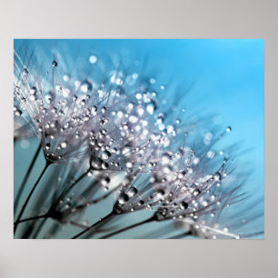 Spuitdew Dandelion Sky Blue Background Poster