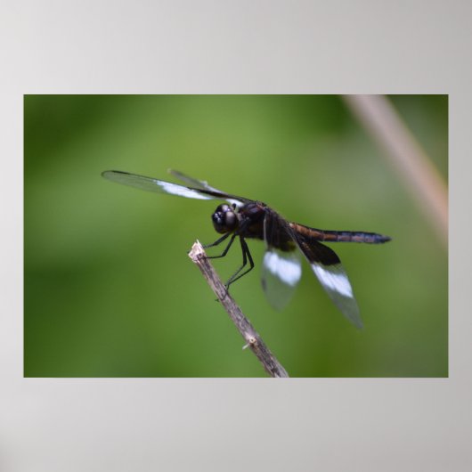 Spuitgeschilde dragonfly vleugels poster (Voorkant)