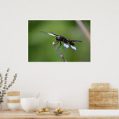Spuitgeschilde dragonfly vleugels poster (Keuken)
