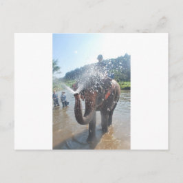 Spuitwater voor olifanten briefkaart