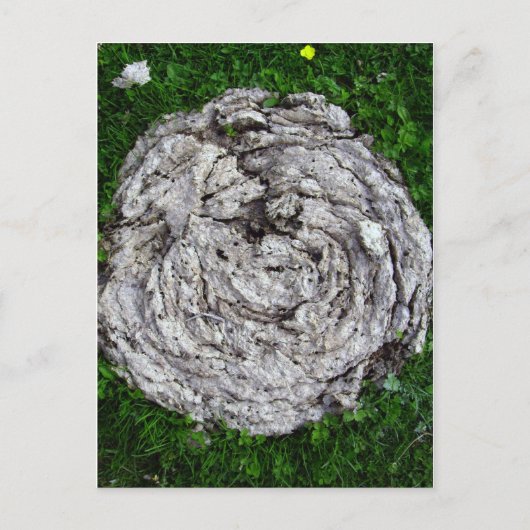 spullen van de koe briefkaart (Voorkant)