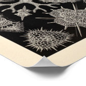 Spumellaria Ernst Haeckel Art Print (Hoek)