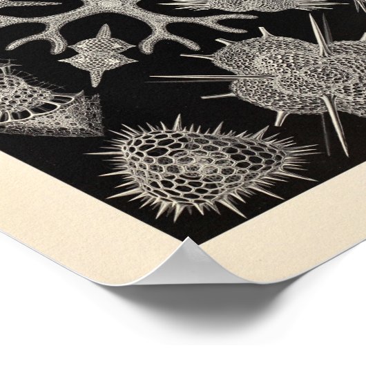  Spumellaria Ernst Haeckel Art Print (Hoek)
