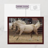 Spunky Palomino Briefkaart (Voorkant / Achterkant)