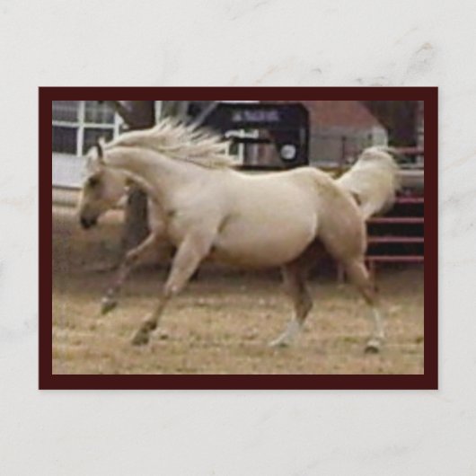 Spunky Palomino Briefkaart (Voorkant)