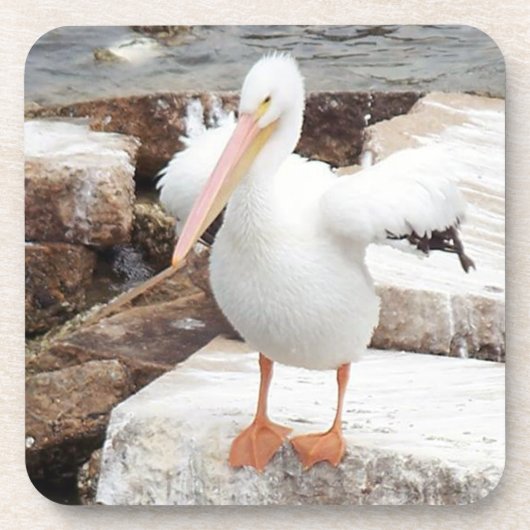 Spunky Pelican Onderzetters (Voorkant)