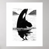 Spy-Hopping Killer Whale, Pen and Ink Poster (Voorkant)