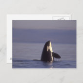 Spyhopping Orca Killer Whale Briefkaart (Voorkant / Achterkant)