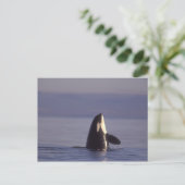 Spyhopping Orca Killer Whale Briefkaart (Staand voorkant)