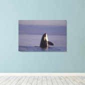 Spyhopping Orca Killer Whale Canvas Afdruk (Insitu (Houten vloer))
