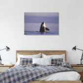 Spyhopping Orca Killer Whale Canvas Afdruk (Insitu (Slaapkamer))