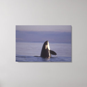Spyhopping Orca Killer Whale Canvas Afdruk