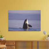 Spyhopping Orca Killer Whale Canvas Afdruk (Insitu (Woonkamer))