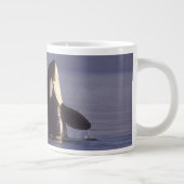 Spyhopping Orca Killer Whale Grote Koffiekop (Rechts)