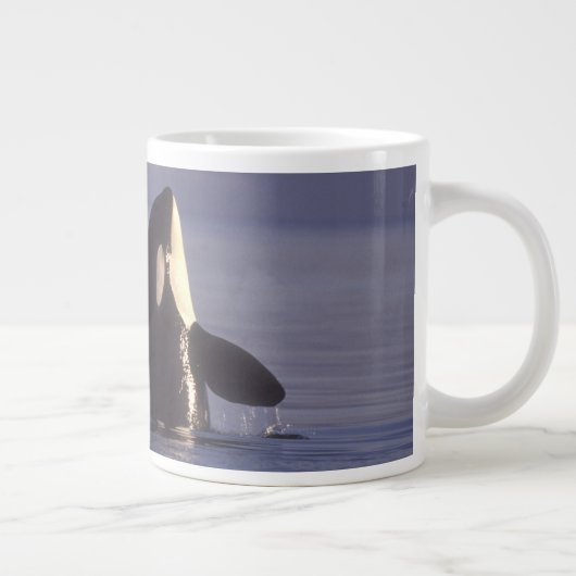 Spyhopping Orca Killer Whale Grote Koffiekop (Rechts)