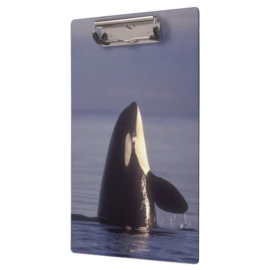 Spyhopping Orca Killer Whale Klembord (Links)