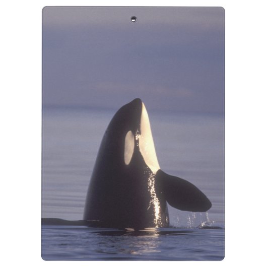 Spyhopping Orca Killer Whale Klembord (Achterkant)
