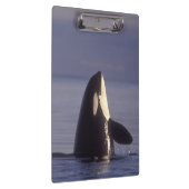 Spyhopping Orca Killer Whale Klembord (Rechts)