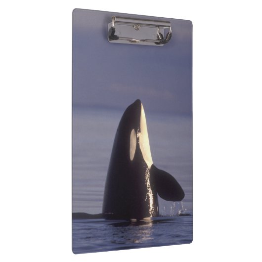 Spyhopping Orca Killer Whale Klembord (Rechts)