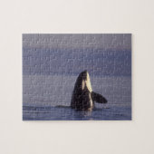 Spyhopping Orca Killer Whale Legpuzzel (Horizontaal)