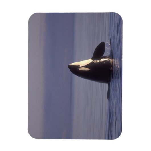 Spyhopping Orca Killer Whale Magneet (Verticaal)