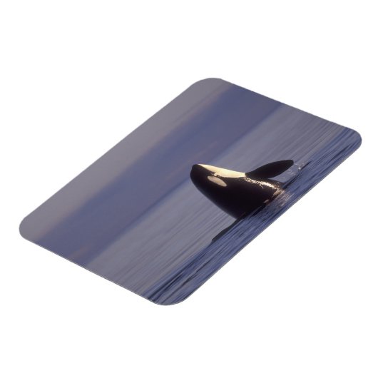 Spyhopping Orca Killer Whale Magneet (Linkerzijde)