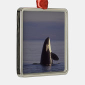 Spyhopping Orca Killer Whale Metalen Ornament (Rechts)