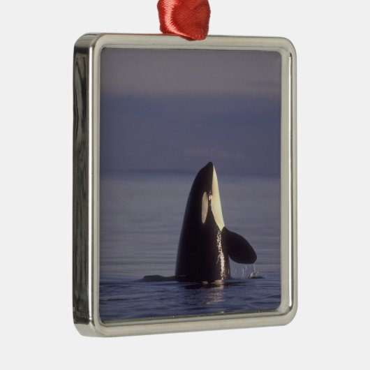 Spyhopping Orca Killer Whale Metalen Ornament (Rechts)