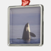 Spyhopping Orca Killer Whale Metalen Ornament (Links)