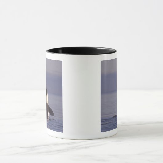 Spyhopping Orca Killer Whale Mok (Midden)