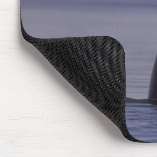 Spyhopping Orca Killer Whale Muismat (Hoek)