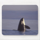 Spyhopping Orca Killer Whale Muismat (Voorkant)