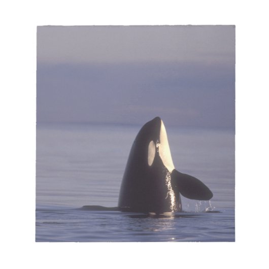 Spyhopping Orca Killer Whale Notitieblok (Voorkant)