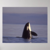 Spyhopping Orca Killer Whale Poster (Voorkant)