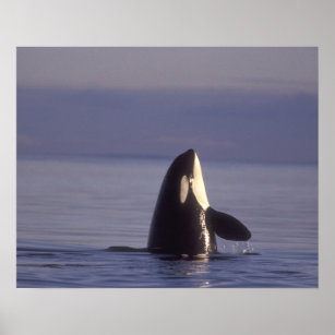 Spyhopping Orca Killer Whale Poster