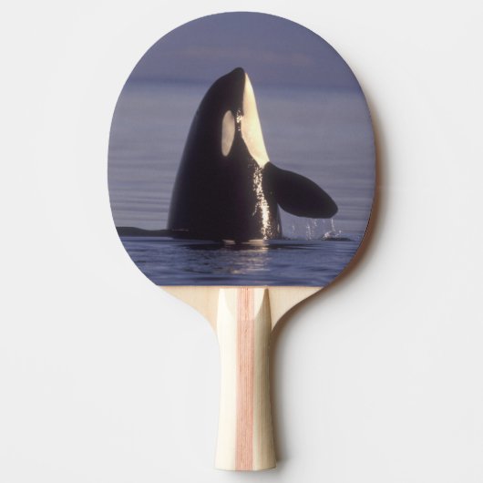 Spyhopping Orca Killer Whale Tafeltennisbatje (Voorkant)