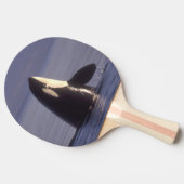 Spyhopping Orca Killer Whale Tafeltennisbatje (Zijkant)